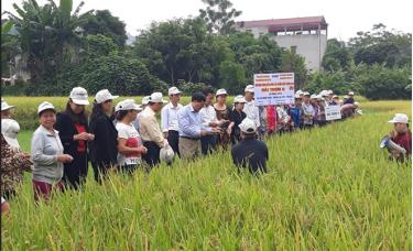 Mô hình trình diễn giống lúa thuần chất lượng cao do Sở Nông nghiệp và Phát triển nông thôn cùng UBND huyện Lục Yên phối hợp tổ chức tại xã Minh Xuân thu hút đông đảo nhân dân tham gia.