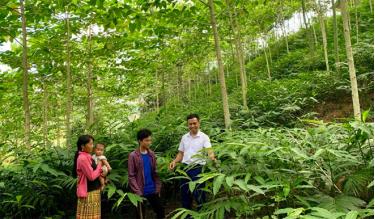 Mô hình trồng sa nhân dưới tán cây gáo vàng của anh Hờ A Sênh (đứng giữa) bước đầu mang lại hiệu quả kinh tế.