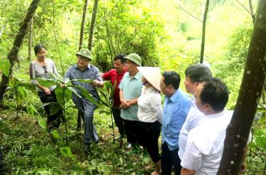 Chủ tịch Trung ương Hội Nông dân Việt Nam Thào Xuân Sùng (thứ 2, trái sang) thăm mô hình trồng cây lá khôi của Chi hội nông dân nghề nghiệp tại xã Việt Hồng, huyện Trấn Yên.