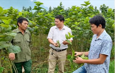 Được điều động luân chuyển, cán bộ thường xuyên bám sát cơ sở. Ảnh: Đồng chí Đinh Văn Trường - Bí thư Đảng ủy thị trấn Sơn Thịnh (đứng giữa) nắm tình hình sản xuất tại cơ sở.