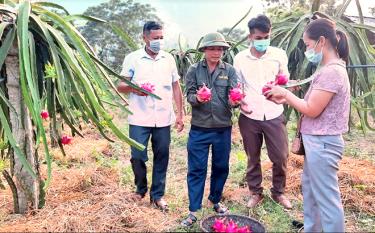 Mô hình trồng thanh long ruột đỏ xã Yên Thắng.