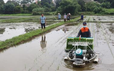 Trình diễn máy cấy trên cánh đồng sản xuất giống Đông Cuông.