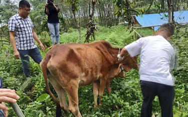 Trước đó, Yên Bái đã có 3 địa phương xuất hiện trâu, bò nhiễm bệnh viêm da nổi cục,  Sở Nông nghiệp và Phát triển nông thôn đã chỉ đạo Chi cục Chăn nuôi và Thú y phối hợp với UBND các huyện, cơ quan chuyên môn kiểm tra, xác minh và lấy mẫu bệnh phẩm xét nghiệm. (Ảnh: Hoài Văn)