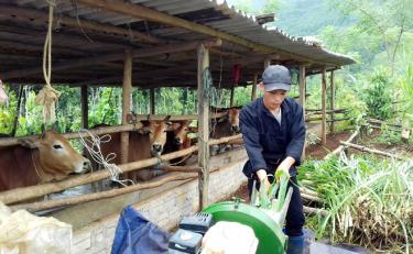 Một mô hình chăn nuôi trâu bò bán công nghiệp của người dân xã Xuân Tầm, huyện Văn Yên.