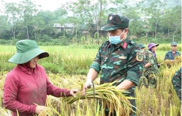 Cán bộ, chiến sĩ lực lượng vũ trang huyện Văn Yên giúp dân thu hoạch lúa.
