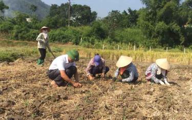 Cán bộ Trung tâm Dịch vụ hỗ trợ nông nghiệp huyện Yên Bình hướng dẫn người dân trồng cây màu trên đất 2 vụ lúa.