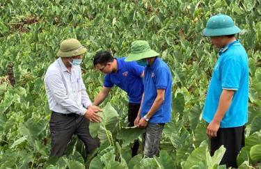 Cán bộ Huyện đoàn Trạm Tấu phổ biến kỹ thuật chăm sóc cây khoai sọ cho bà con người Mông tại xã Bản Mù.