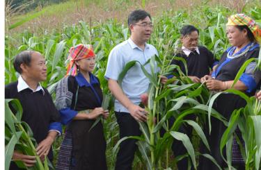 Đồng chí Nông Việt Yên - Bí thư Huyện ủy, Chủ tịch HĐND huyện kiểm tra trồng ngô đồi tại xã Chế Cu Nha (ảnh chụp trước ngày 27/4/2021).