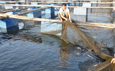 Yen Bai’s Yen Binh district strives to have 2,500 – 3,000 fishing farming cages by 2025.