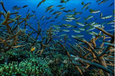 Các loài cá tại vùng biển ngoài khơi Mayotte, Pháp. Ảnh minh họa