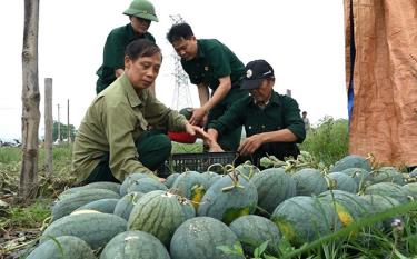 Tổ hợp tác trồng dưa hấu của cựu chiến binh xã Thanh Lương mang lại hiệu quả kinh tế cao.