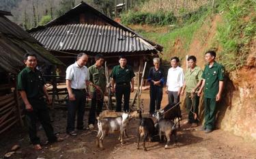 Mô hình nuôi dê phát triển kinh tế của hội viên Hội Cựu chiến binh xã Mồ Dề.