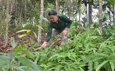 Ông Nguyễn Văn Đảm chăm sóc quế.