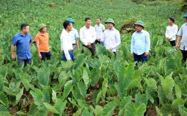 Lãnh đạo huyện Trạm Tấu cùng cán bộ Phòng Nông nghiệp và Phát triển nông thôn kiểm tra mô hình trồng cây khoai sọ tại xã Bản Mù.