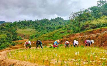 Hội phụ nữ xã Túc Đán huyện Trạm Tấu tuyên truyền vận động 85 hội viên giúp 5 gia đình hội viên khó khăn cấy lúa đảm bảo mùa vụ. (Ảnh; Phụ nữ Yên Bái FP)