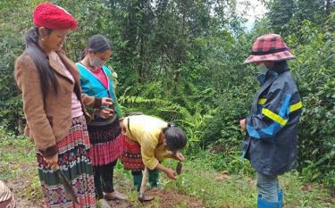 Hội viên Hội Liên hiệp Phụ nữ huyện Mù Cang Chải tham gia trồng rừng, tạo sinh kế nâng cao thu nhập.