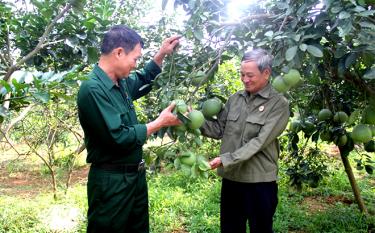 Bệnh binh hạng 2/3 Nguyễn Kim Giao ở thôn Minh Thân, xã Đại Minh, huyện Yên Bình chia sẻ kinh nghiệm chăm sóc giống bưởi Đại Minh cho hiệu quả kinh tế cao.