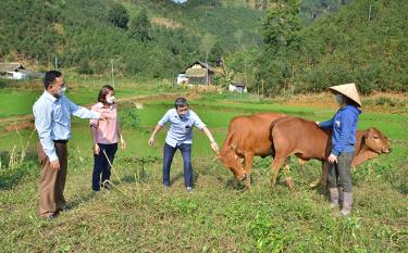 Officials of Van Yen District Centre for Agricultural Development Services and Support and leaders of Tan Hop commune inspect a cow farming model in line with Resolution 69.