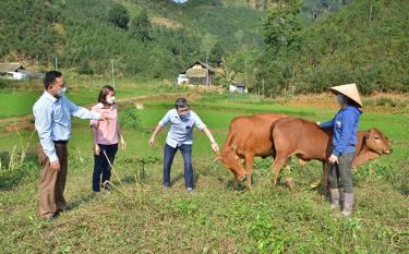 Officials of Van Yen District Centre for Agricultural Development Services and Support and leaders of Tan Hop commune inspect a cow farming model in line with Resolution 69.