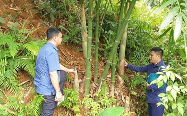 Đồng chí Triệu Khánh Thiện (bên phải) hướng dẫn người dân xã Lương Thịnh, huyện Trấn Yên chăm sóc tre măng Bát độ.