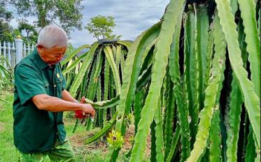 Ông Lường Trung Lập ở thôn Sang Đốm, xã Nghĩa Lợi thu hoạch thanh long.
