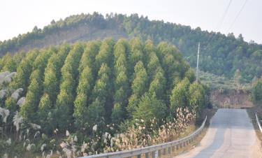 Planted forest in Yen Binh district.
