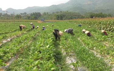 Mô hình trồng cây Ngưu bàng tại thị trấn Nông trường Liên Sơn, huyện Văn Chấn