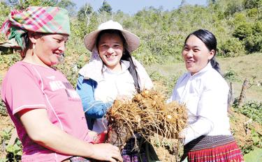 Với năng suất 140 tạ/ha, trừ chi phí ban đầu, mỗi héc-ta khoai sọ đem về cho nông dân Trạm Tấu trên 120 triệu đồng.