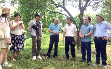 Đoàn đi khảo sát thực tế mô hình trồng ăn quả tại huyện Yên Bình.
