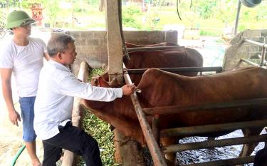 Tiêm đầy đủ các loại vắc-xin phòng bệnh cho hộ chăn nuôi tại xã Cảm Nhân, huyện Yên Bình. Ảnh minh họa