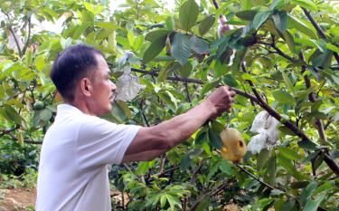 Ông Lương Kim Vân áp dụng phương pháp bẫy ruồi vàng, hạn chế sâu bệnh cho cây.