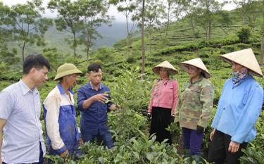 Lãnh đạo Phòng Nông nghiệp - Phát triển nông thôn huyện Văn Chấn kiểm tra mô hình trồng Mắc ca xen chè tại xã Gia Hội, huyện Văn Chấn