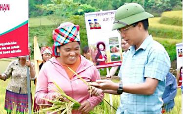 Đánh giá mô hình thử nghiệm giống lúa lai 3 dòng siêu chịu hạn ADI 73 tại thôn Tàng Ghênh, xã Xà Hồ.