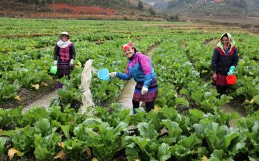 Đồng bào Mông Mù Cang Chải tập trung phát triển mô hình kinh tế hợp tác xã, góp phần tạo thu nhập ổn định và xoá đói giảm nghèo bền vững.