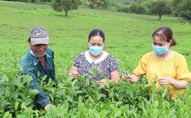 Mô hình trồng chè của nông dân xã Nghĩa Lộ, thị xã Nghĩa Lộ cho thu nhập hàng trăm triệu đồng.