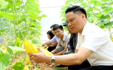 Chủ tịch UBND huyện Trấn Yên- Trần Đông thăm mô hình trồng dưa vàng tại xã Đào Thịnh.