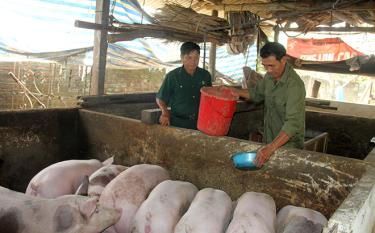 Cựu chiến binh Vũ Văn Thanh chăm sóc đàn lợn thương phẩm.