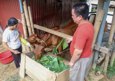 Gia đình anh Trần Văn Quy chăm sóc cặp bò được hỗ trợ sinh kế từ các nhà hảo tâm.