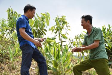 Lãnh đạo xã Đào Thịnh, huyện Trấn Yên trao đổi với ông Nguyễn Trí Tuệ (bên phải) về việc phát triển, mở rộng diện tích trồng cây nghệ xen cây quế của gia đình.