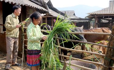 Người dân xã Xà Hồ, huyện Trạm Tấu tích cực tham gia phát triển kinh tế, xóa đói giảm nghèo.