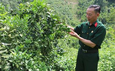 Mô hình trồng chanh tứ thời cho hiệu quả kinh tế của cựu chiến binh Phạm Việt Hùng ở thôn 4, xã Việt Cường, huyện Trấn Yên.