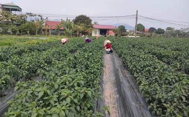 Mô hình đăng ký xây dựng học tập, làm theo tư tưởng, đạo đức, phong cách Hồ Chí Minh của Chi bộ thôn Đồng Lơi, xã Thanh Lương về chuyển đổi đất lúa sang trồng ớt, dưa.