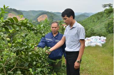 Lãnh đạo Hội Nông dân xã Việt Cường thăm mô hình trồng chanh tứ thời của hội viên Phạm Văn Luân.
