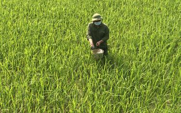 Người dân xã Hưng Khánh, huyện Trấn Yên chăm sóc lúa mùa.