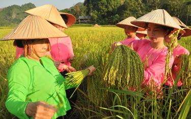 Người dân xã Khánh Thiện, huyện Lục Yên thu hoạch lúa nếp Lào mu.