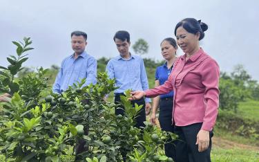 Hội Nông dân huyện Trấn Yên thăm mô hình trồng cây ăn quả mang lại hiệu quả kinh tế cao cho người nông dân trên địa bàn xã Việt Cường

