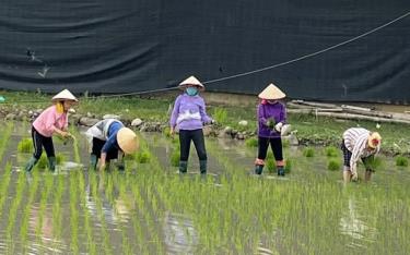 Nông dân xã Nghĩa Lợi, thị xã Nghĩa Lộ cấy lúa mùa.