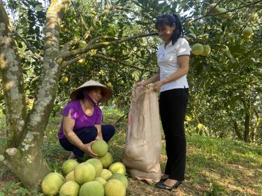 Nhờ phát triển kinh tế theo hướng hàng hoá chất lượng cao, người dân xã Đại Minh, huyện Yên Bình có thu nhập bình quân đầu người đạt gần 60 triệu đồng/năm.