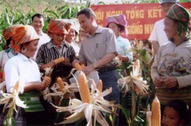 Tổng kết mô hình thâm canh ngô 2 vụ ở Trạm Tấu cho thấy thu nhập từ ngô cao gấp 6 lần trồng lúa nương.
