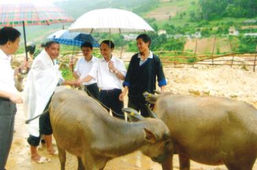 Lãnh đạo Sở LĐ-TB&XH và lãnh đạo Ngân hàng Đầu tư và Phát triển Yên Bái triển khai Dự án hỗ trợ đàn trâu, bò sinh sản cho hộ nghèo ở huyện Mù Cang Chải, năm 2009.